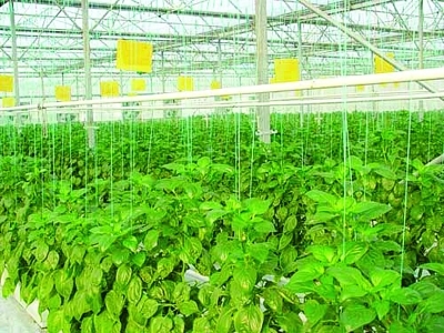 設施農業+初見經濟效益