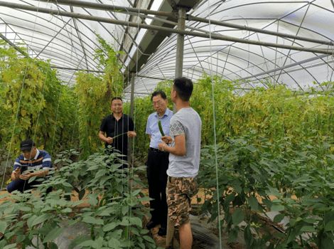 省農業農村廳聯合檢查組在湘西州開展農產品質量安全飛行檢查