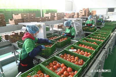 每天2噸!內(nèi)江這個(gè)&ldquo;番茄工廠&rdquo;采收正忙