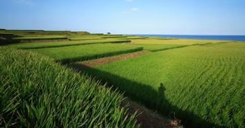 臺灣農業品牌惹人愛的原因是什么