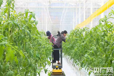 魚菜共生、數字魚 浙江德清讓農業更智慧