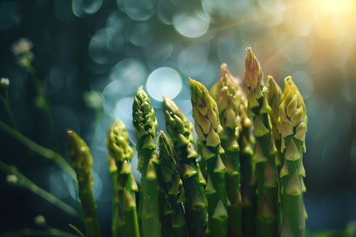 農產品成熟營養蔬菜蘆筍圖片攝影圖 廣告素材 下載至來源處