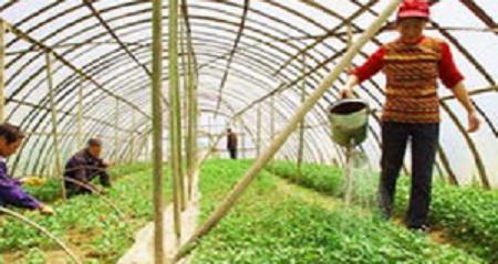 不少人都對有機(jī)蔬菜滿懷興趣,卻鮮有人能把有機(jī)農(nóng)業(yè)產(chǎn)品做到底的