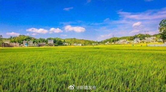 新疆6地入選2020年農(nóng)業(yè)產(chǎn)業(yè)強鎮(zhèn)建設(shè)名單