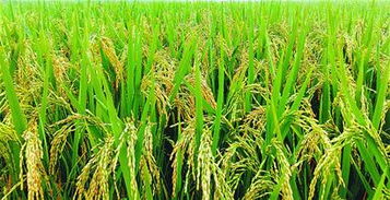 五彩果蔬之鄉(xiāng) 休閑生態(tài)濟陽