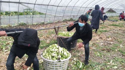 高安 確保居民日常農(nóng)產(chǎn)品物資供應(yīng)及農(nóng)業(yè)生產(chǎn)