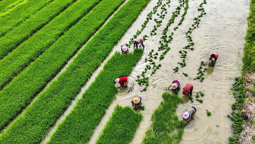 中國(guó)農(nóng)業(yè)綠色發(fā)展報(bào)告2022 發(fā)布