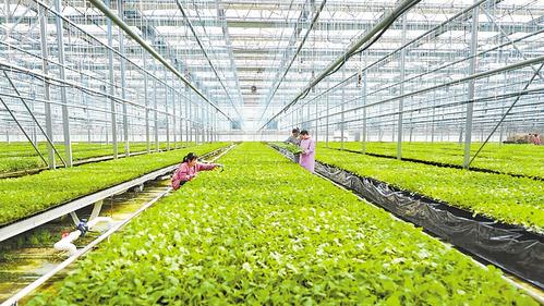 推進農業現代化：燕趙沃野繪新圖