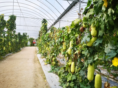 革命老區的新生 用活紅色資源，促進綠色發展農業