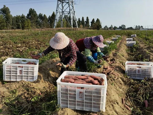 深耕深汕協作，做大做優“農業蛋糕”，讓“菜籃子”更豐富美味
